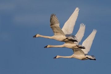 Tundra Swan