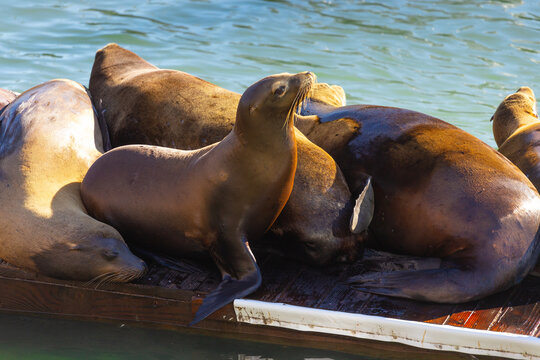 Seals on Pier 39 in San Francisco