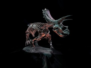 Melbourne Museum Triceratops fossil on display with black background. © Wirestock