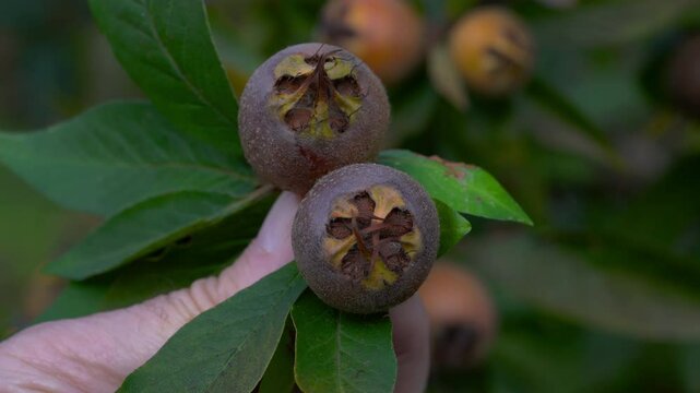Medlar in natural ambient, picking (Mespilus germanica) - (4K)