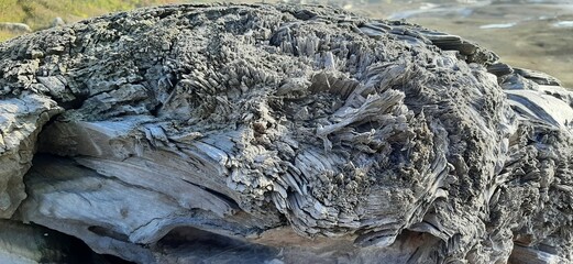 Driftwood Texture