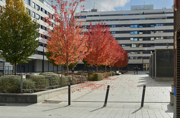 A couple walks hand in hand through a square with maple trees with leaves reddened in the fall