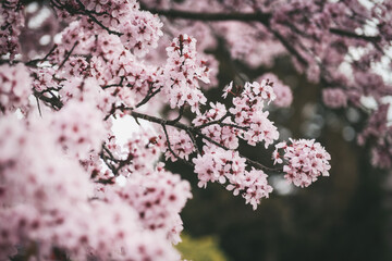 pink cherry blossoms