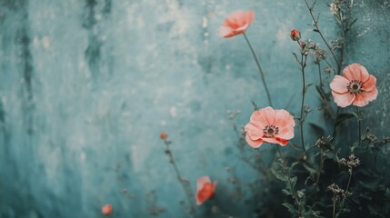 Pink Poppy Flowers Against a Blue Background