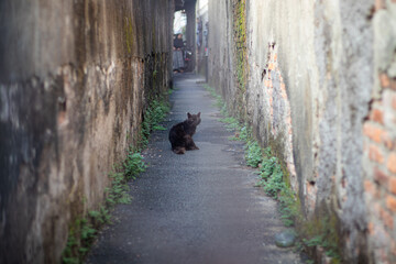 a black cat sitting in a small alley in the village, glimpsed from afar by a mother