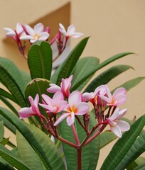 Frangipani - rosa Blüten am Strauch