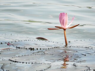 A lotus blooming in a pond
