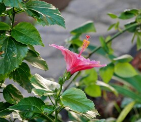 Rosa Hibiskusblüte am Strauch auf La Gomera © Clarini