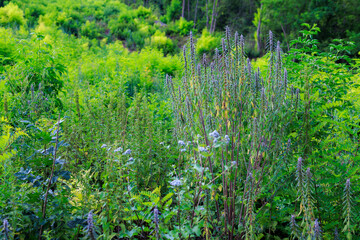 Fototapeta premium A lush green field with a variety of plants and flowers