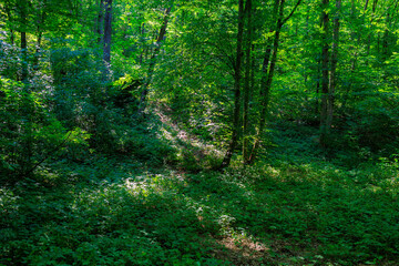 Obraz premium A forest with a lot of trees and bushes