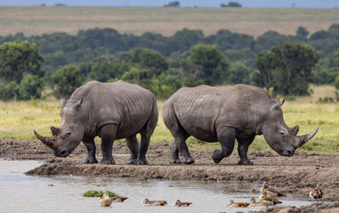 Southern White Rhino - Endanagered Species © Taha