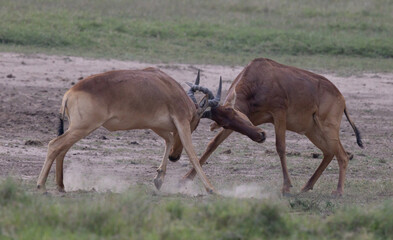 Fototapeta premium Hartebeast also known as the Hirola Rutting