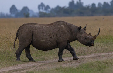 Obraz premium Ol Pajeta Conservancy, Laikipia, Kenya