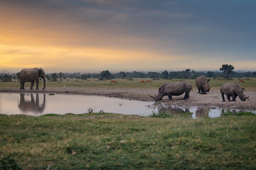 Sunset shot of Waterhole with Elephants and Three Southern White Rhinos