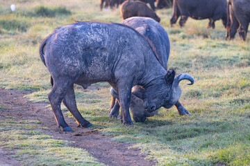 Playful Juvenile Cape Buffalos at Sunrise