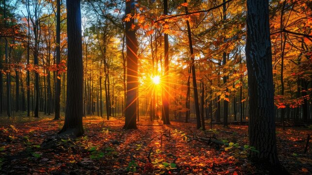 Sunset through autumn trees in a forest