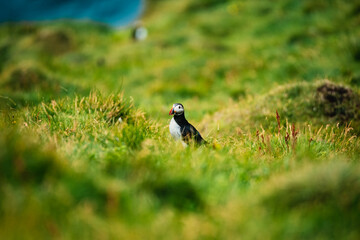 Puffin bird