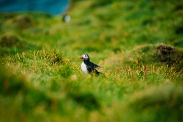 Puffin bird