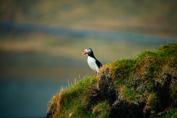 Puffin bird