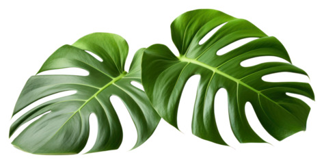 PNG Philodendron plant leaf white background.
