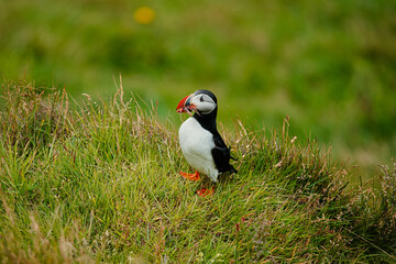 Fototapeta premium Puffin bird