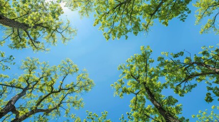 Obraz premium Treetops shimmer under clear blue sky