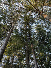 Obraz premium Trees in Sky