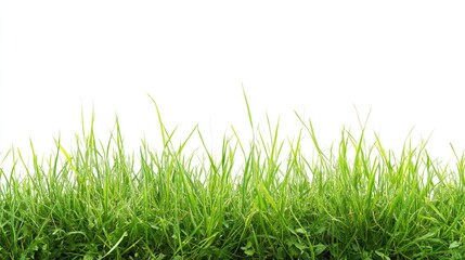 Obraz premium Green Grass
