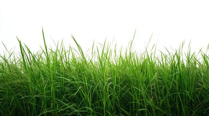 Obraz premium Green Grass