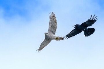 オオタカとカラスのバトルシーン