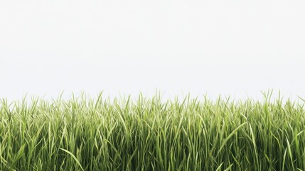 Fototapeta premium Green Grass
