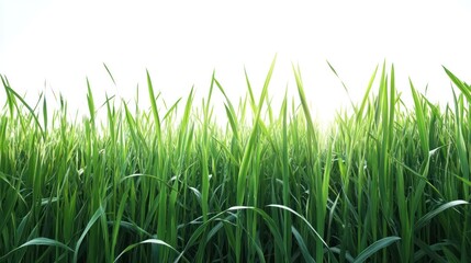 Fototapeta premium Green Grass