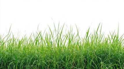 Fototapeta premium Green Grass