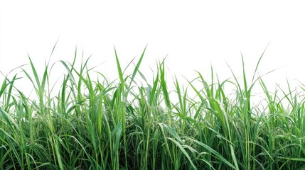 Obraz premium Green Grass