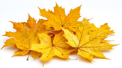 Fototapeta premium Golden maple leaves in autumn on a white background with copy space, close-up Golden sunlight filters through the yellow and orange fall foliage Generative AI