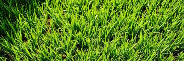 Fototapeta premium Vibrant green grass in a meadow under the spring sun, vibrant, season