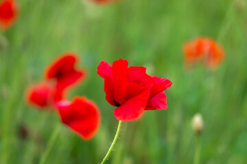 Obraz premium Klatschmohn (Papaver rhoeas)