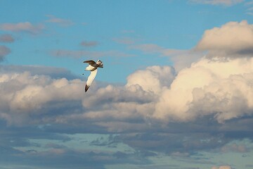 flying in the sky