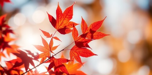 Vibrant Red Maple Leaves in Autumn Sunlight - Nature Photography