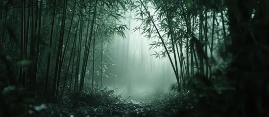 Fototapeta premium A misty path through a dense bamboo forest.