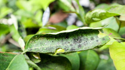 Close-up of a green leaf affected by a fungal infection, showing black spots and white powdery mildew. Ideal for illustrating plant diseases, gardening issues, or agricultural challenges.