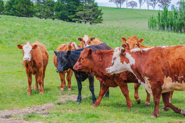 Obraz premium On the Farm: Cows in the paddock