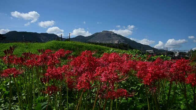 彼岸花の咲く東藤原駅に到着するED45形電気機関車牽引の貨物列車 （三岐鉄道 三岐線 東藤原駅, 2024年10月）