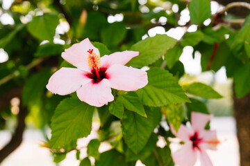 Vibrant pink hibiscus flower in full bloom, captured in natural outdoor setting with green leaves and soft sunlight in the background