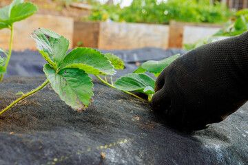 Gardening, female hand plants strawberry seedlings cultivation in prepared bed of soil garden
