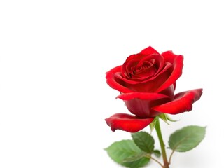 A gorgeous solo red rose against a pristine white backdrop, showcasing the flower's intricate details and delicate petal structure., peaceful bloom, elegant simplicity, detailed rose