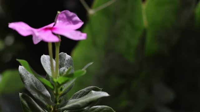 Toma de cerca de una flor de color Rosado en movimiento por el viento en  un jard&iacute;n 