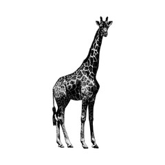 Obraz premium Giraffe hand drawing vector isolated on background.