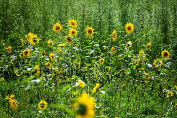 Obraz premium yellow flowers in the grass