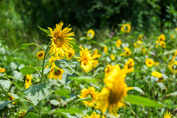 yellow flowers in the garden